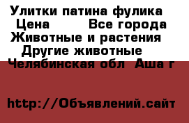 Улитки патина фулика › Цена ­ 10 - Все города Животные и растения » Другие животные   . Челябинская обл.,Аша г.